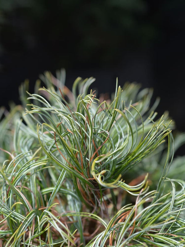 Pinus strobus 'Green Twist', Zwerg-Weymouths-Kiefer 'Green Twist' im Onlineshop der Bohlken Baumschulen