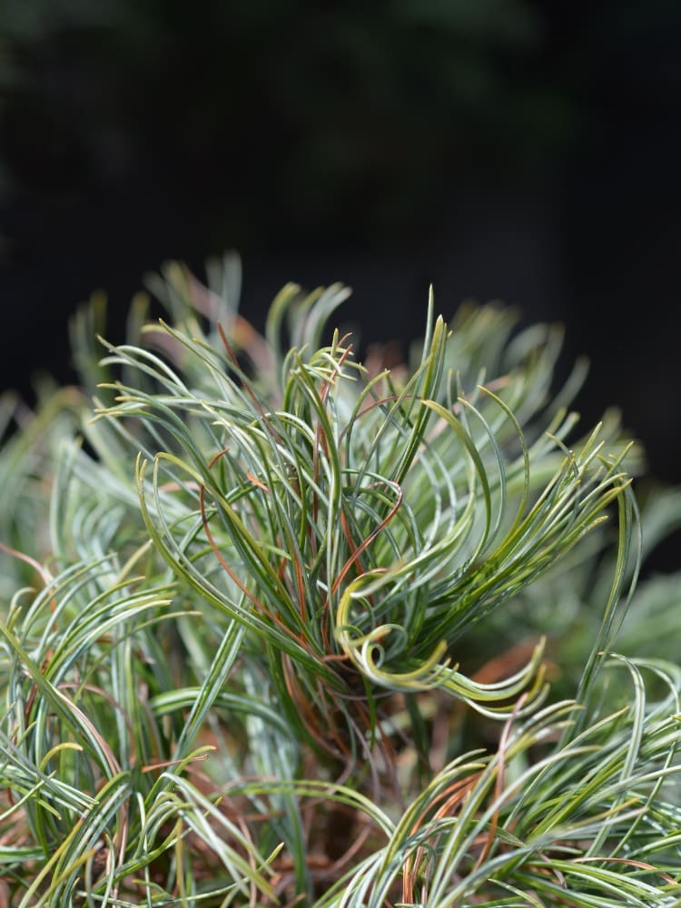 Pinus strobus 'Green Twist', Zwerg-Weymouths-Kiefer 'Green Twist' im Onlineshop der Bohlken Baumschulen