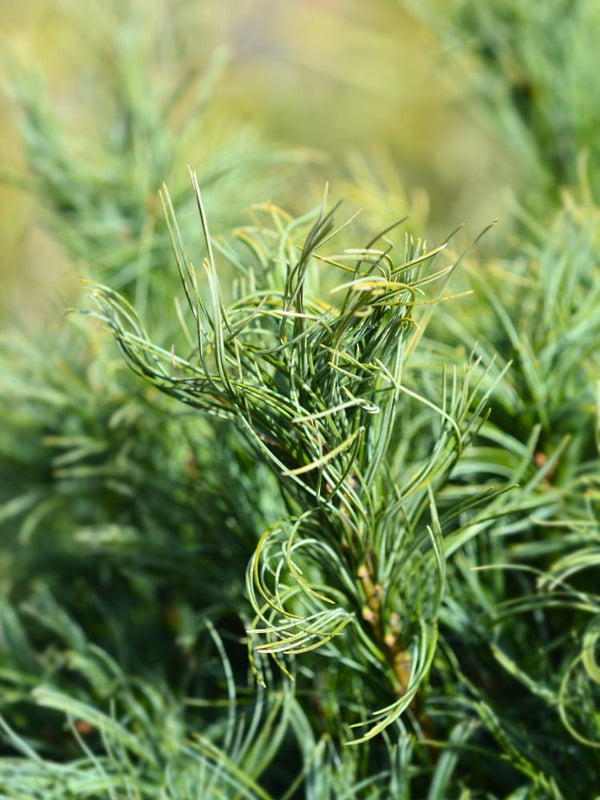 Pinus strobus 'Green Twist', Zwerg-Weymouths-Kiefer 'Green Twist' im Onlineshop der Bohlken Baumschulen
