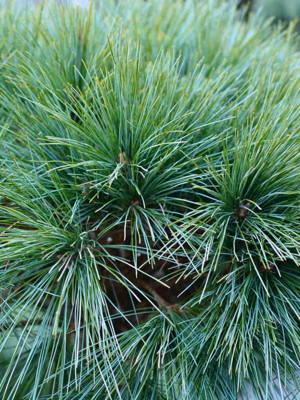 Pinus strobus 'Macopin', Seidenkiefer 'Macopin' im Onlineshop der Bohlken Baumschulen