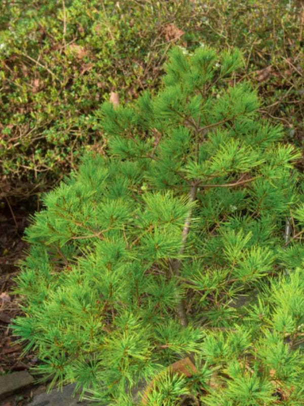 Pinus strobus 'Minima', Kissenkiefer 'Minima' im Onlineshop der Bohlken Baumschulen