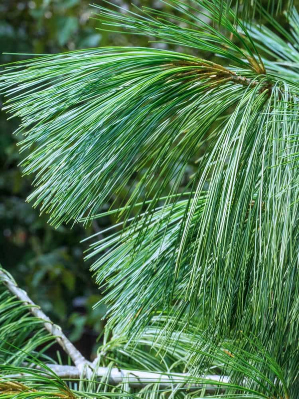 Weymouths-Kiefer, Hänge-Seidenkiefer, Pinus strobus 'Niagara Falls' kaufen im Online-Shop der Bohlken Baumschulen
