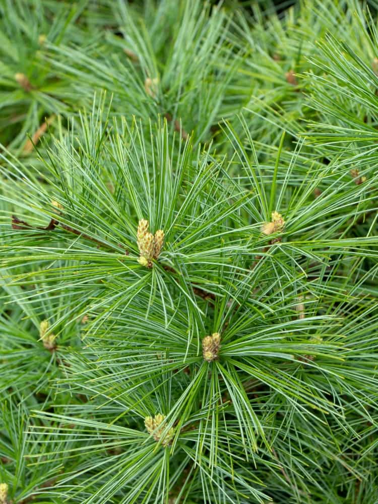  Pinus strobus 'Rheinhaus', Zwerg-Seidenkiefer 'Rheinhaus' im Onlineshop der Bohlken Baumschulen