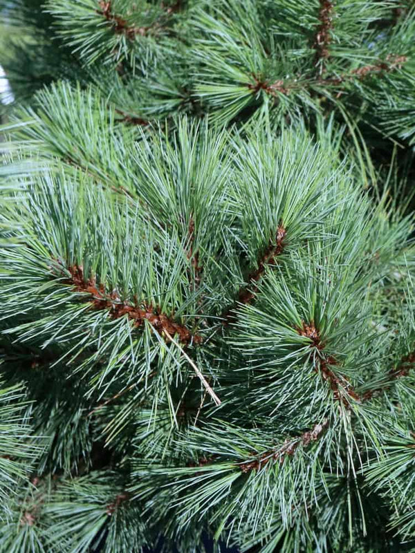 Zwerg-Weymouths-Kiefer 'Secrest' |  Pinus strobus 'Secrest' im Onlineshop der Bohlken Baumschulen