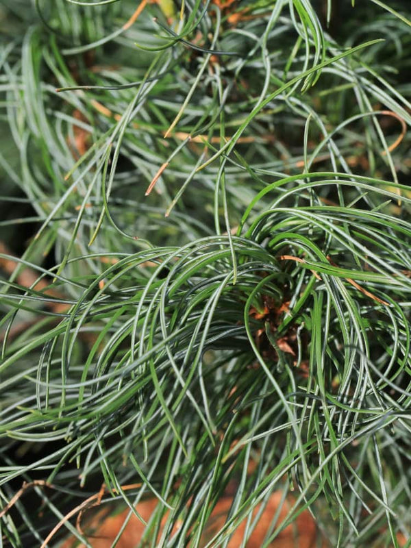 Pinus strobus 'Squiggles', Weymouth-Kiefer 'Squiggles' im Onlineshop der Bohlken Baumschulen