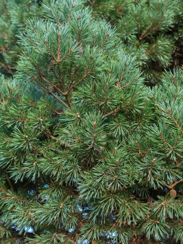 Pinus sylvestris 'Chantry Blue', Zwerg-Kiefer 'Chantry Blue' im Onlineshop der Bohlken Baumschulen