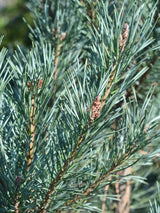 Wald-Kiefer 'Glauca' |  Blaue Bergföhre | Pinus sylvestris 'Glauca' im Onlineshop der Bohlken Baumschulen