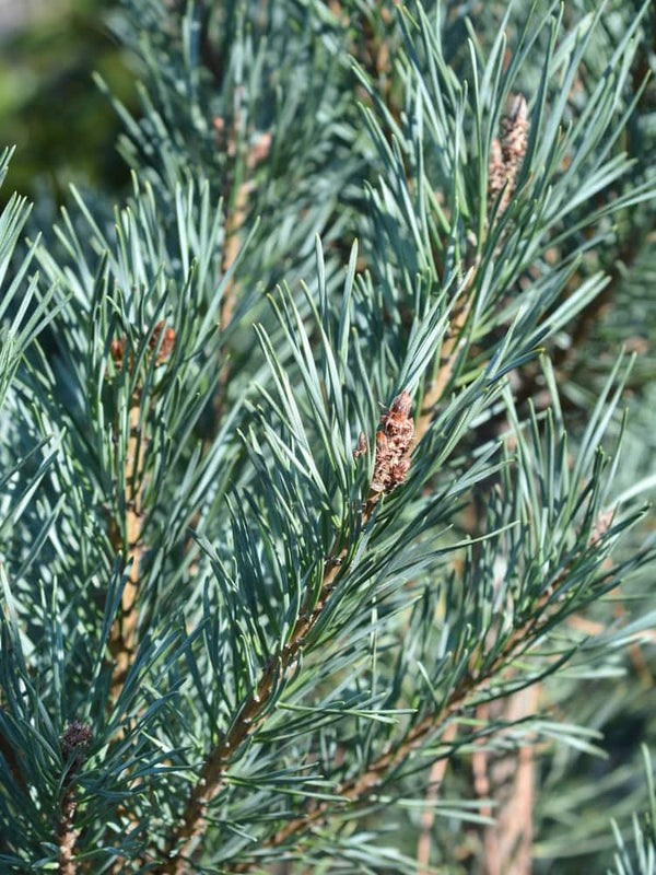 Wald-Kiefer 'Glauca' |  Blaue Bergföhre | Pinus sylvestris 'Glauca' im Onlineshop der Bohlken Baumschulen