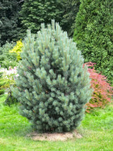 Silberkiefer Strauch-Wald-Kiefer 'Watereri' | Pinus sylvestris 'Watereri' im Onlineshop der Bohlken Baumschulen