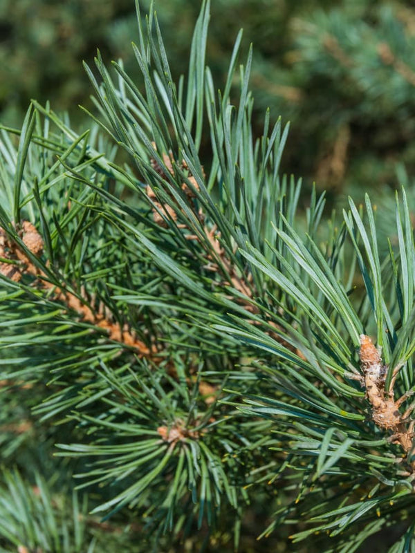 Silberkiefer Strauch-Wald-Kiefer 'Watereri' | Pinus sylvestris 'Watereri' im Onlineshop der Bohlken Baumschulen