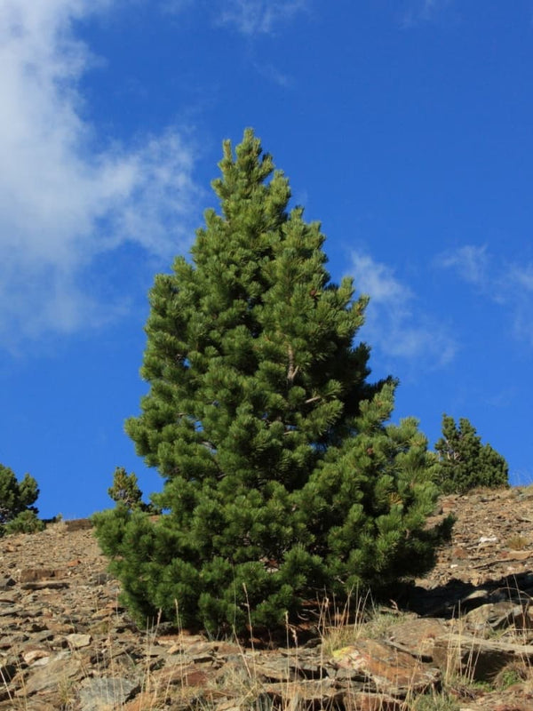 Haken-Kiefer | Spirke | Pinus uncinata | kaufen im Onlineshop der Bohlken Baumschulen