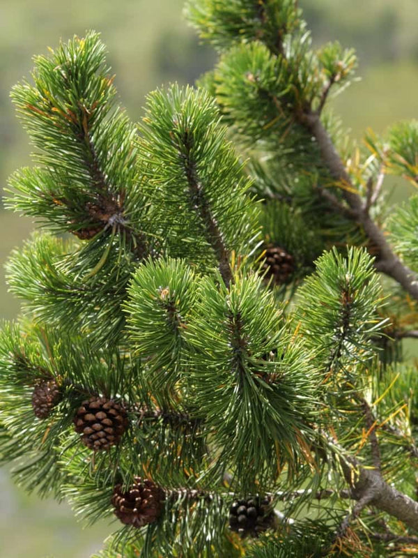 Haken-Kiefer | Spirke |  Pinus uncinata | kaufen im Onlineshop der Bohlken Baumschulen