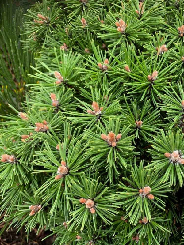 Pinus uncinata 'Grüne Welle', Zwerg-Haken-Kiefer 'Grüne Welle' im Onlineshop der Bohlken Baumschulen