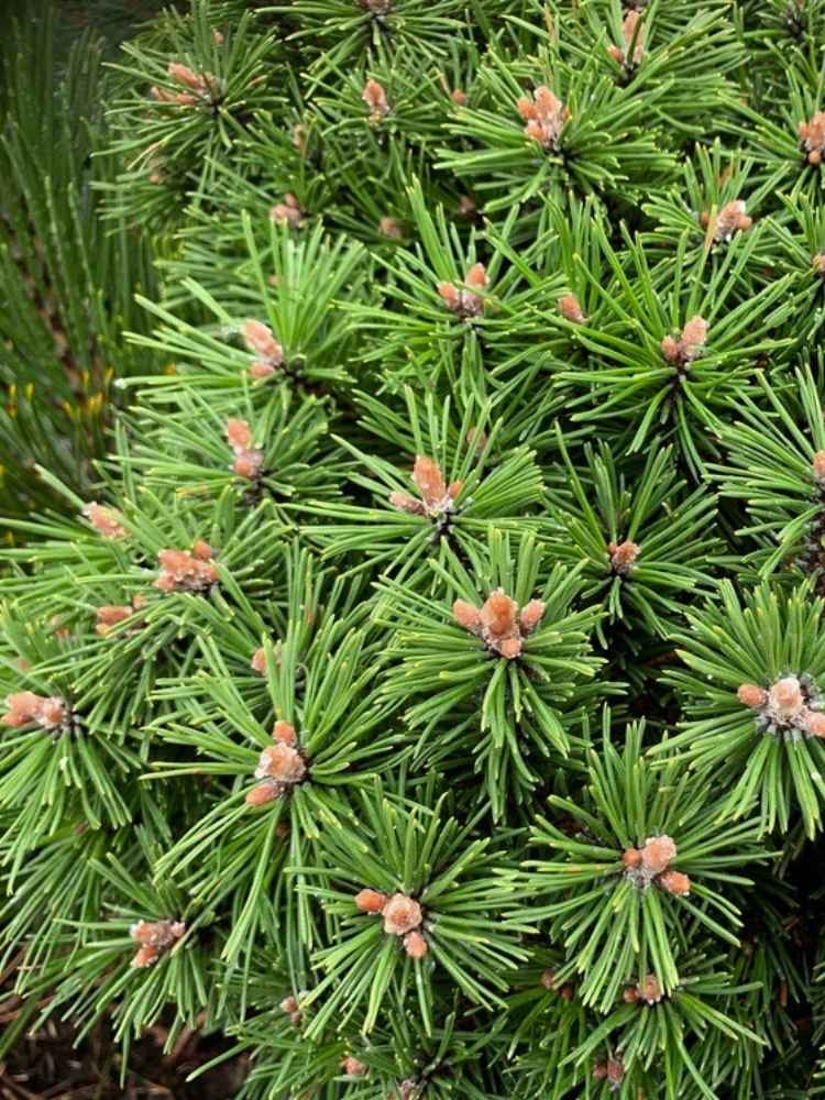 Pinus uncinata 'Grüne Welle', Zwerg-Haken-Kiefer 'Grüne Welle' im Onlineshop der Bohlken Baumschulen