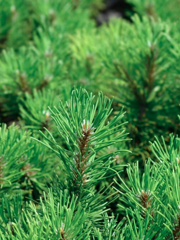 Pinus uncinata 'Nana', Haken-Kiefer 'Nana'im Onlineshop der Bohlken Baumschulen