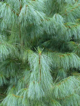 Kleine Tränenkiefer 'Densa Hill' | Pinus wallichiana 'Densa Hill', im Onlineshop der Bohlken Baumschulen