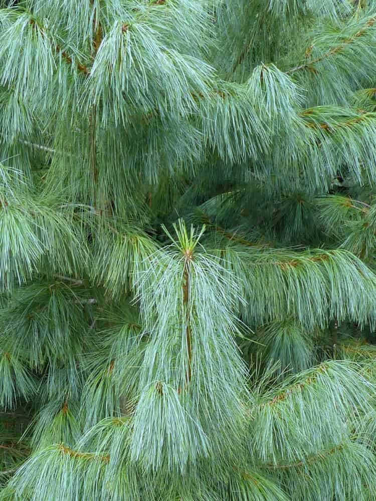 Kleine Tränenkiefer 'Densa Hill' | Pinus wallichiana 'Densa Hill', im Onlineshop der Bohlken Baumschulen