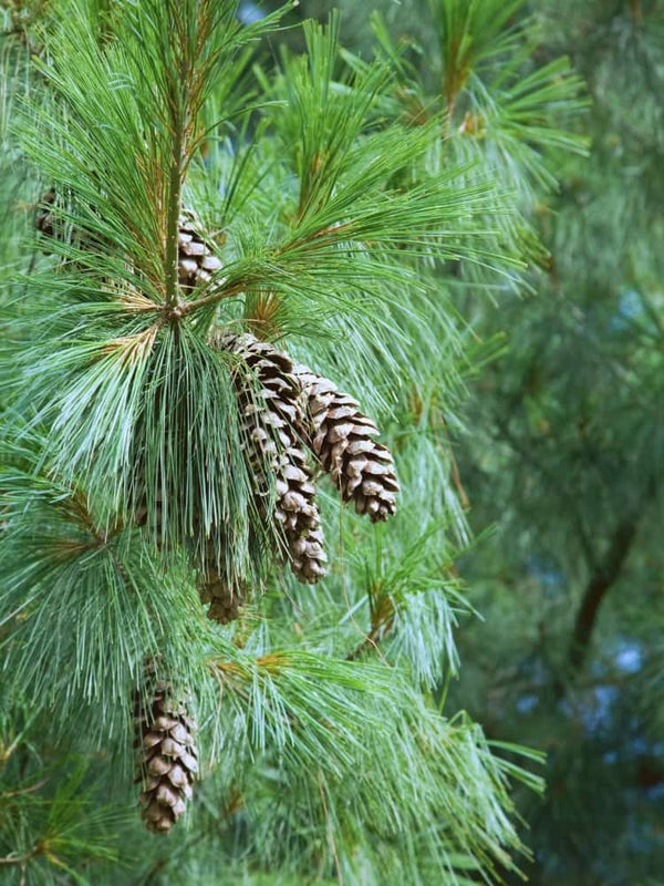 Kleine Tränenkiefer 'Densa Hill' | Pinus wallichiana 'Densa Hill', im Onlineshop der Bohlken Baumschulen