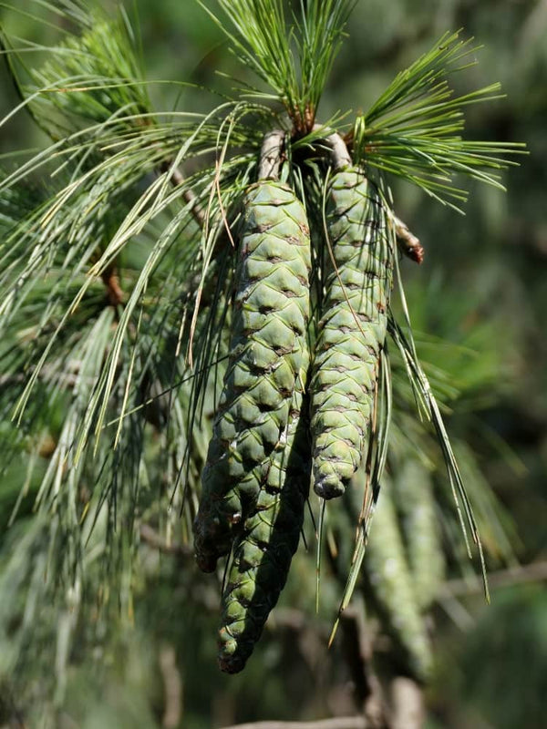 Kleine Tränenkiefer 'Densa Hill' | Pinus wallichiana 'Densa Hill', im Onlineshop der Bohlken Baumschulen