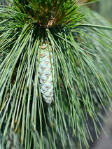Pinus x schwerinii 'Wiethorst', Schwerin-Kiefer 'Wiethorst' im Onlineshop der Bohlken Baumschulen