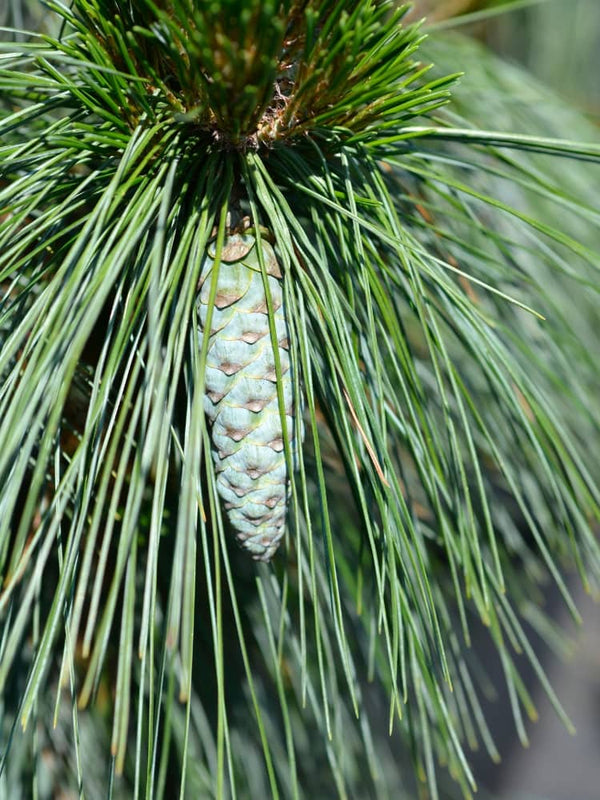 Pinus x schwerinii 'Wiethorst', Schwerin-Kiefer 'Wiethorst' im Onlineshop der Bohlken Baumschulen