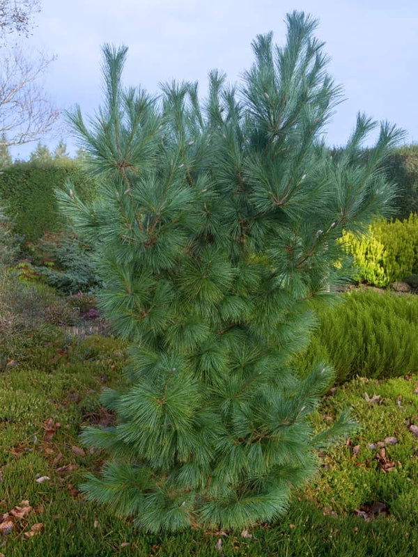 Pinus x schwerinii 'Wiethorst', Schwerin-Kiefer 'Wiethorst' im Onlineshop der Bohlken Baumschulen