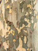 Dachplatane Rinde, Platanus hispanica kaufen im Online-Shop der Bohlken Baumschulen