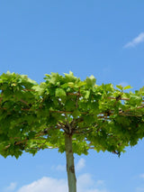 Dachplatane Garten, Platanus hispanica kaufen im Online-Shop der Bohlken Baumschulen