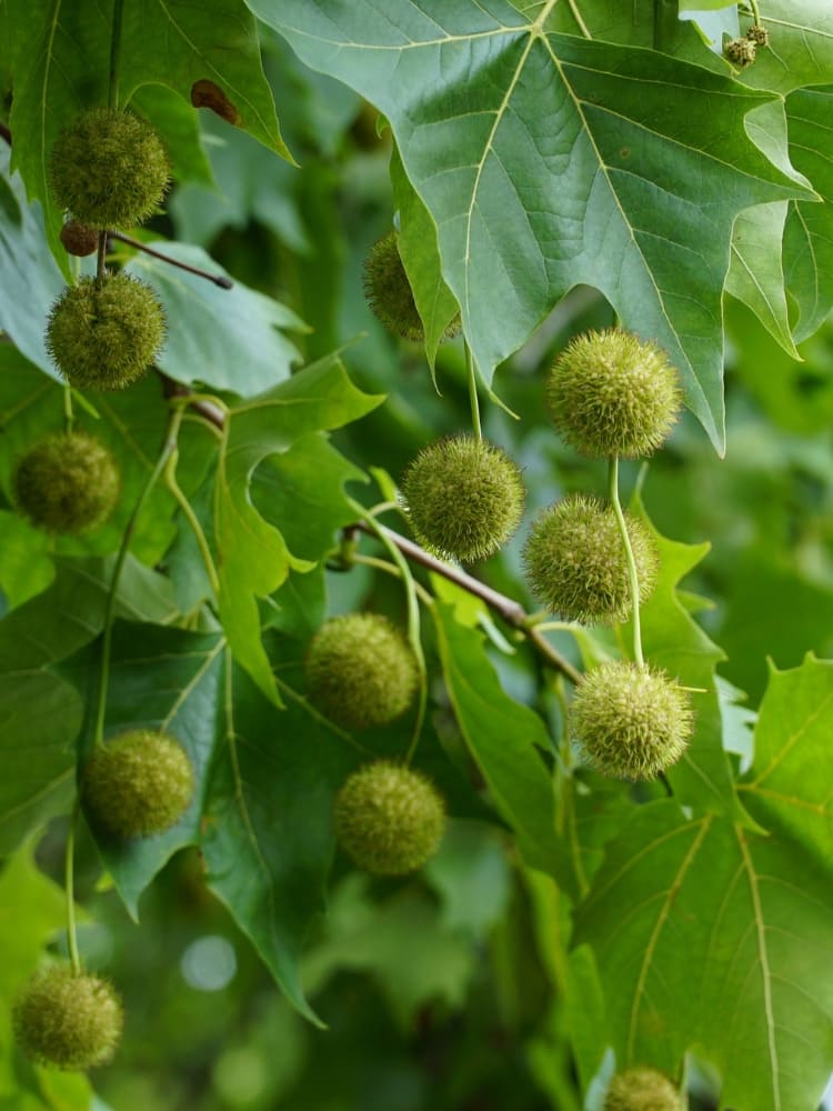 Dachplatane Früchte, Platanus hispanica kaufen im Online-Shop der Bohlken Baumschulen