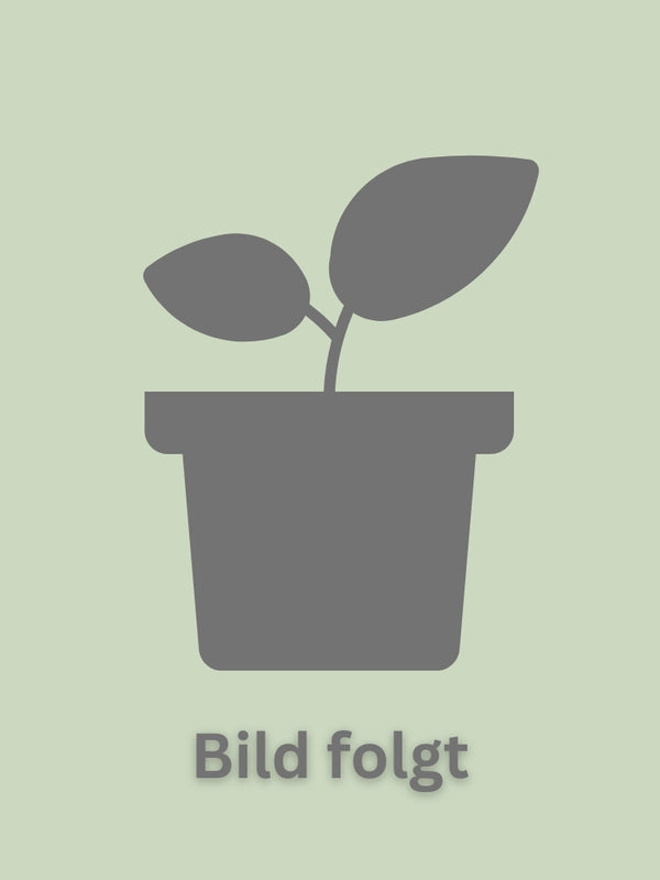 Gold-Kugelahorn 'Golden Globe'
