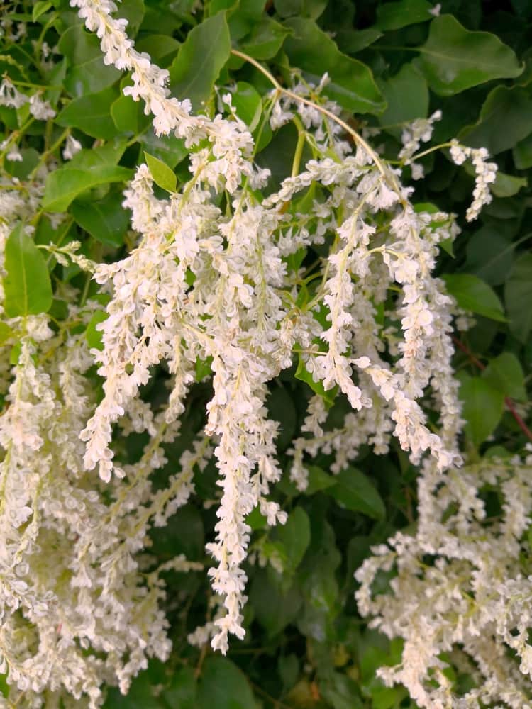 Polygonum aubertii | Schlingknöterich | Knöterich | kaufen im Onlineshop der Bohlken Baumschulen