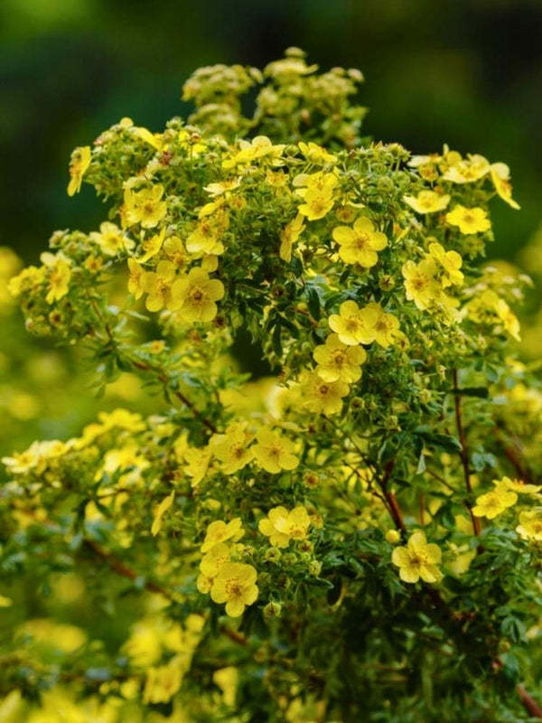 Potentilla fruticosa  |  Fingerstrauch im Onlineshop der Bohlken Baumschulen