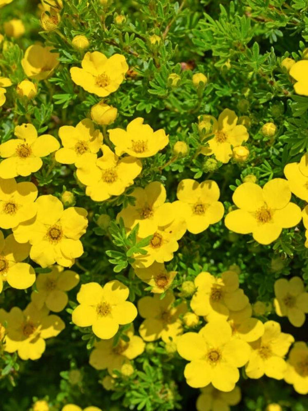 Potentilla fruticosa  |  Fingerstrauch im Onlineshop der Bohlken Baumschulen