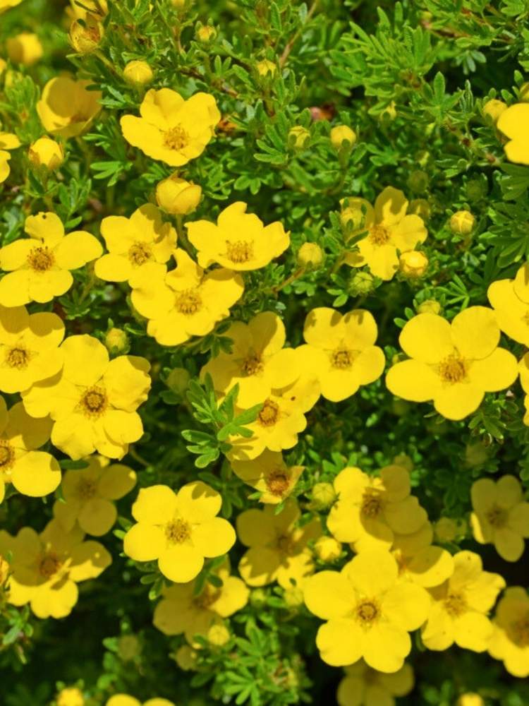 Potentilla fruticosa  |  Fingerstrauch im Onlineshop der Bohlken Baumschulen