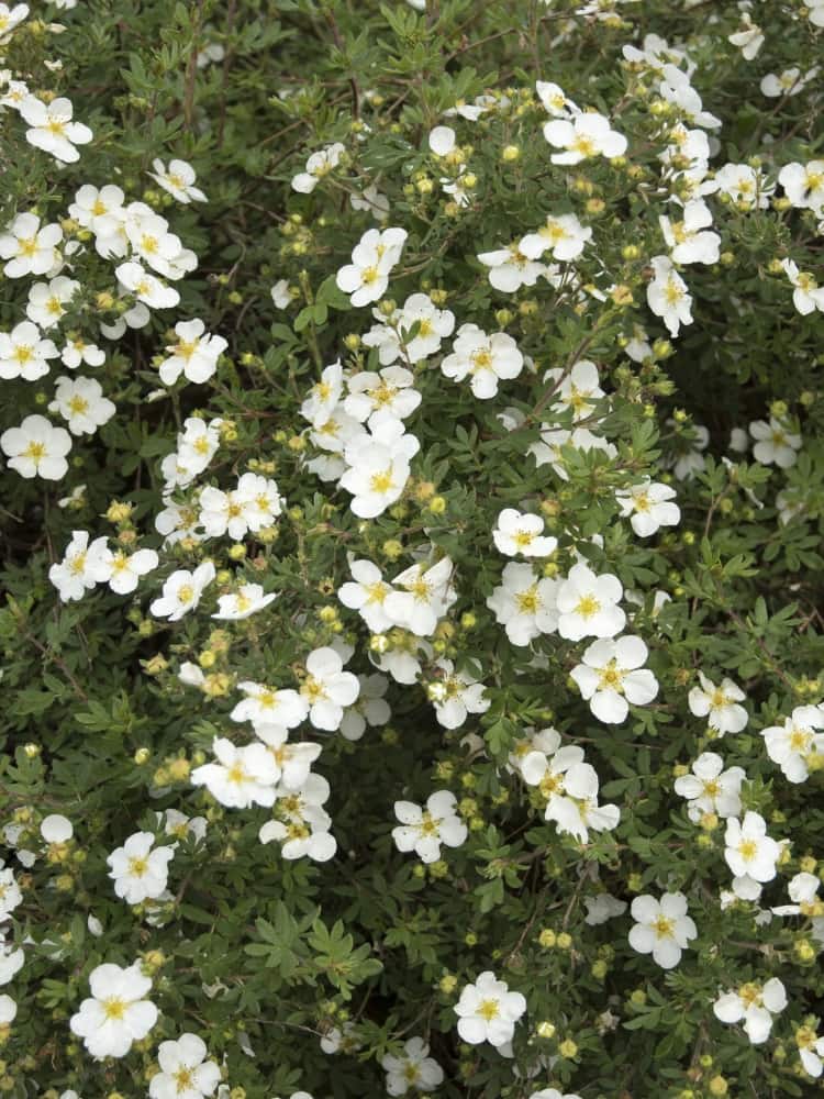 Artikelbild Fingerstrauch Potentilla fruticosa 'Abbotswood' im Online-Shop der Bohlken Baumschulen