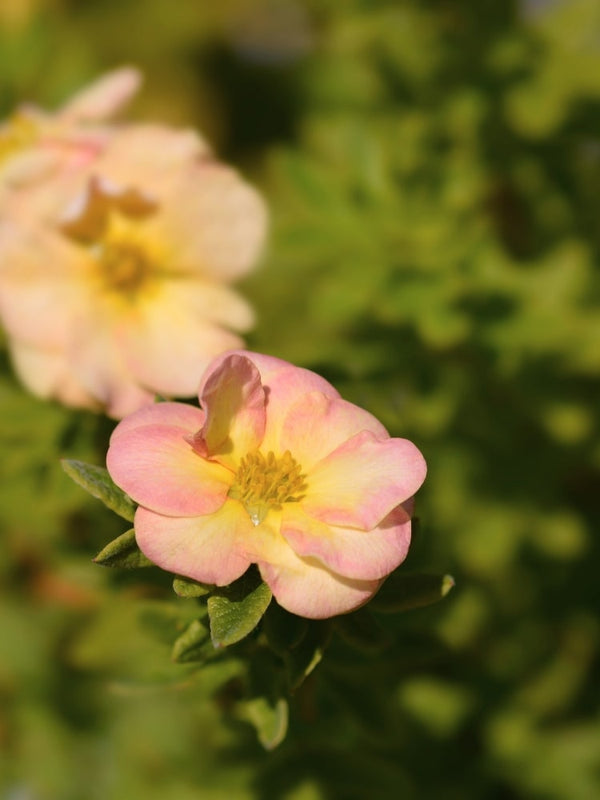 Potentilla fruticosa 'Bella Apple' ®, Fingerstrauch 'Bella Apple' ® im Onlineshop der Bohlken Baumschulen