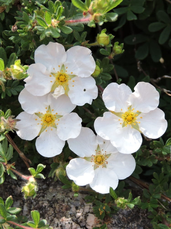  Potentilla fruticosa 'Bella Bianca' ®, Fingerstrauch 'Bella Bianca' ® im Onlineshop der Bohlken Baumschulen