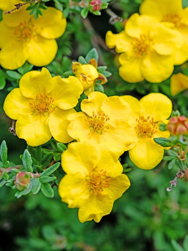 Potentilla fruticosa 'Bella Lindsey' ®, Fingerstrauch 'Bella Lindsey' ® im Onlineshop der Bohlken Baumschulen