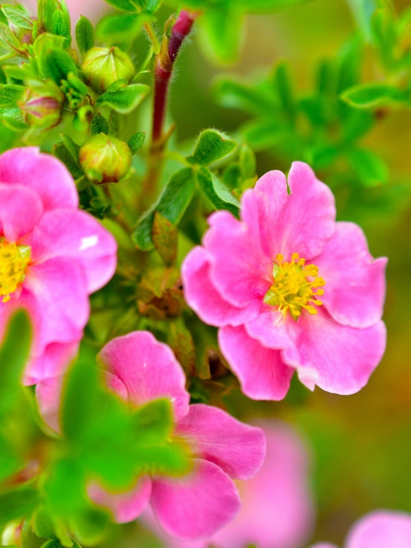 Potentilla fruticosa 'Bella Rosa' ®, Fingerstrauch 'Bella Rosa' ® im Onlineshop der Bohlken Baumschulen