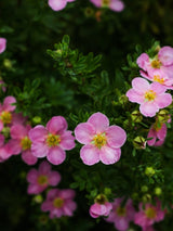 Potentilla fruticosa 'Bellissima' ®, Fingerstrauch 'Bellissima' ® im Onlineshop der Bohlken Baumschulen