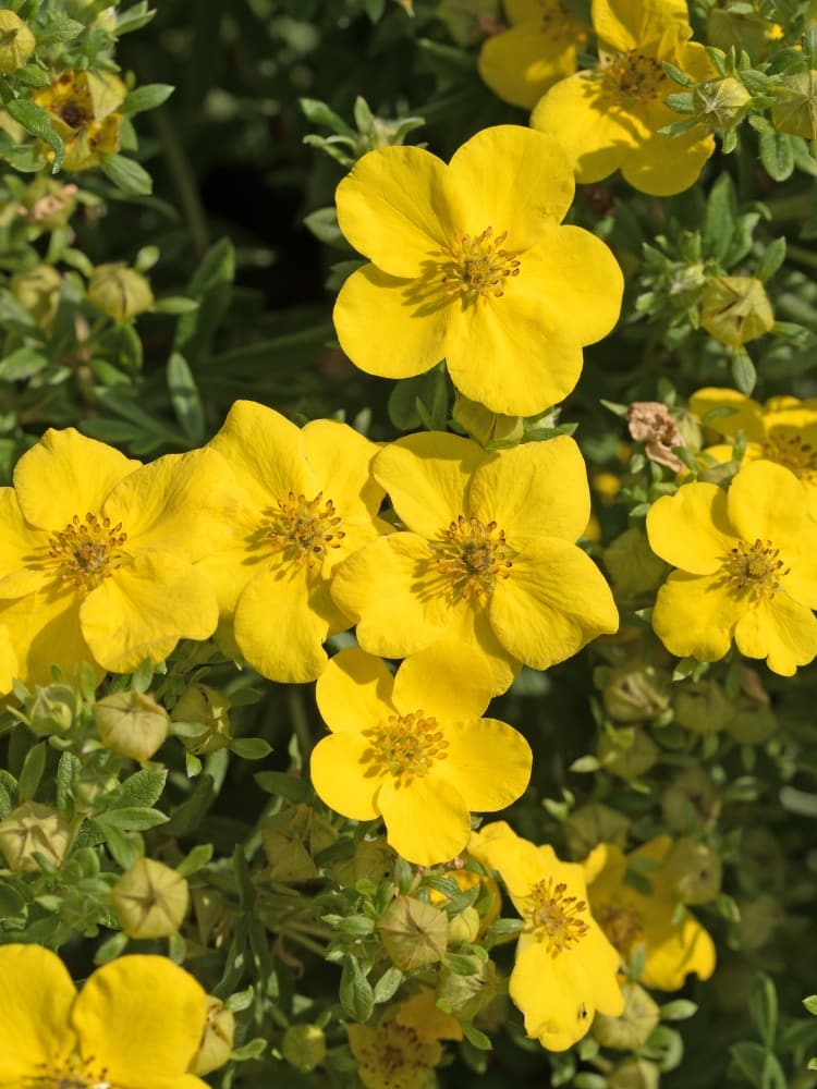 Artikelbild Fingerstrauch Potentilla fruticosa 'Goldfinger' im Online-Shop der Bohlken Baumschulen