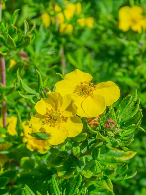 Potentilla fruticosa 'Goldstar', Fingerstrauch 'Goldstar' im Onlineshop der Bohlken Baumschulen