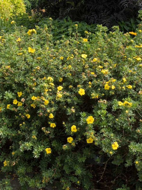 Potentilla fruticosa 'Goldstar', Fingerstrauch 'Goldstar' im Onlineshop der Bohlken Baumschulen