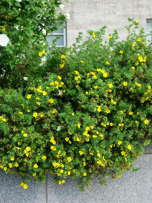 Potentilla fruticosa 'Goldteppich', Fingerstrauch 'Goldteppich' im Onlineshop der Bohlken Baumschulen