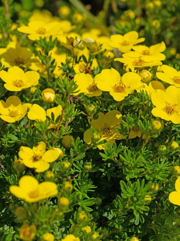 Potentilla fruticosa 'Goldteppich', Fingerstrauch 'Goldteppich' im Onlineshop der Bohlken Baumschulen