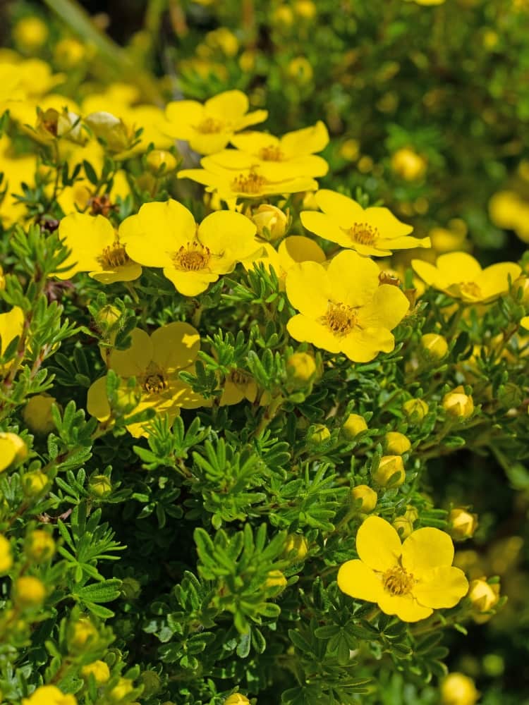 Artikelbild Fingerstrauch Potentilla fruticosa 'Kobold' im Online-Shop der Bohlken Baumschulen