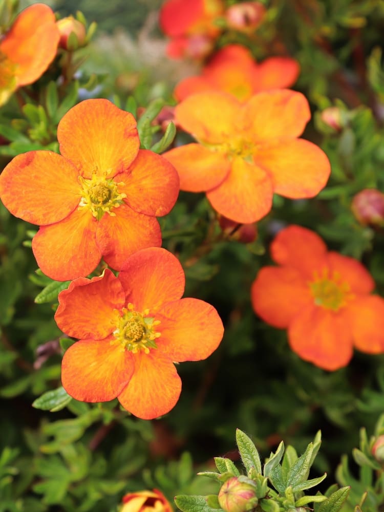 Artikelbild Fingerstrauch Potentilla fruticosa 'Red Ace' im Online-Shop der Bohlken Baumschulen