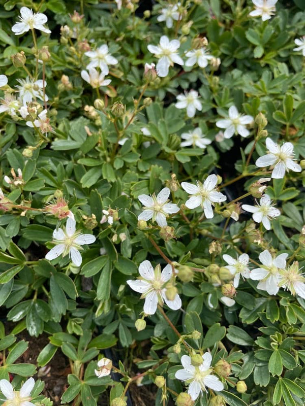 Fingerstrauch, Potentilla tridentata 'Nuuk' kaufen im Online-Shop der Bohlken Baumschulen