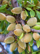 Süßmandel, Prunus amygdalus 'Pfälzer Fruchtmandel' kaufen im Online-Shop der Bohlken Baumschulen