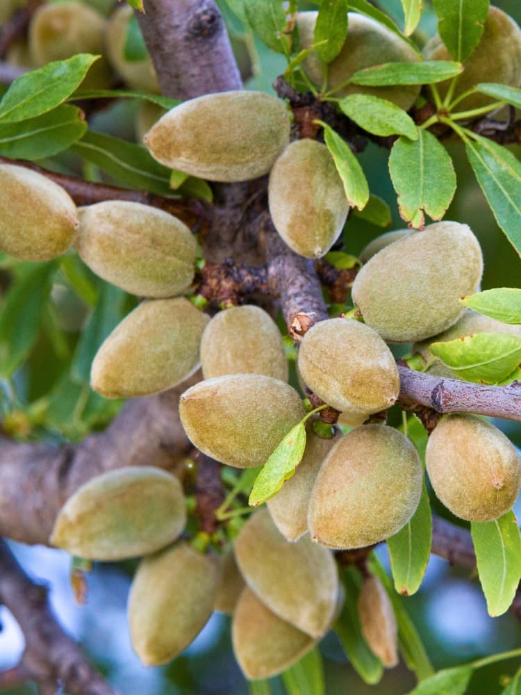 Süßmandel, Prunus amygdalus 'Pfälzer Fruchtmandel' kaufen im Online-Shop der Bohlken Baumschulen